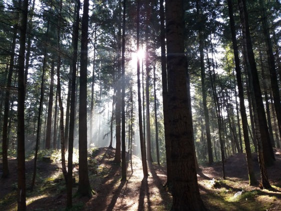 Wald - Nachhaltigkeit DORMEUIL